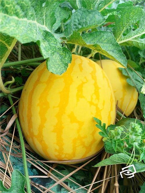 广州吃瓜网,揭秘羊城美食圈的热辣新鲜事